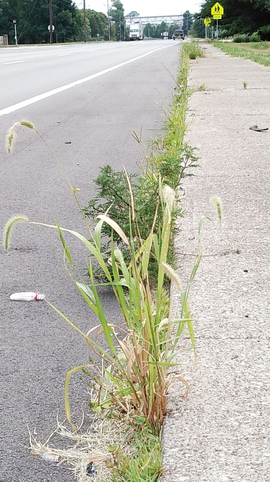 You Asked Utility strip vegetation